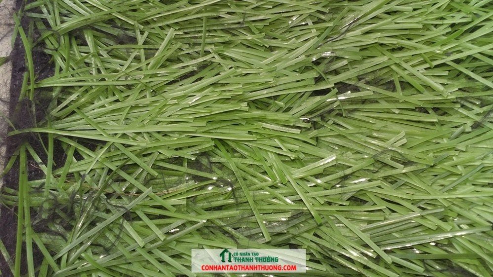 cỏ nhân tạo tencate