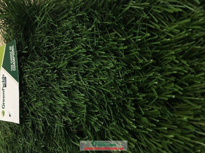 cỏ tiger turf