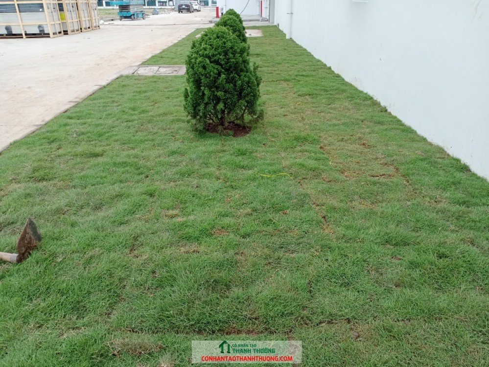Cung cấp cây giống và thi công trồng cỏ thật trên toàn quốc!