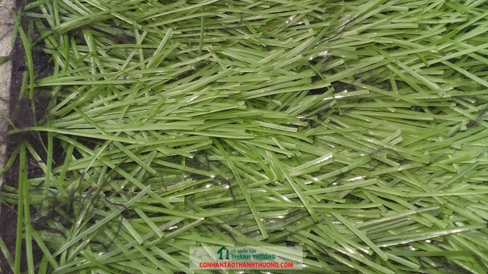 Cỏ nhân tạo sân bóng