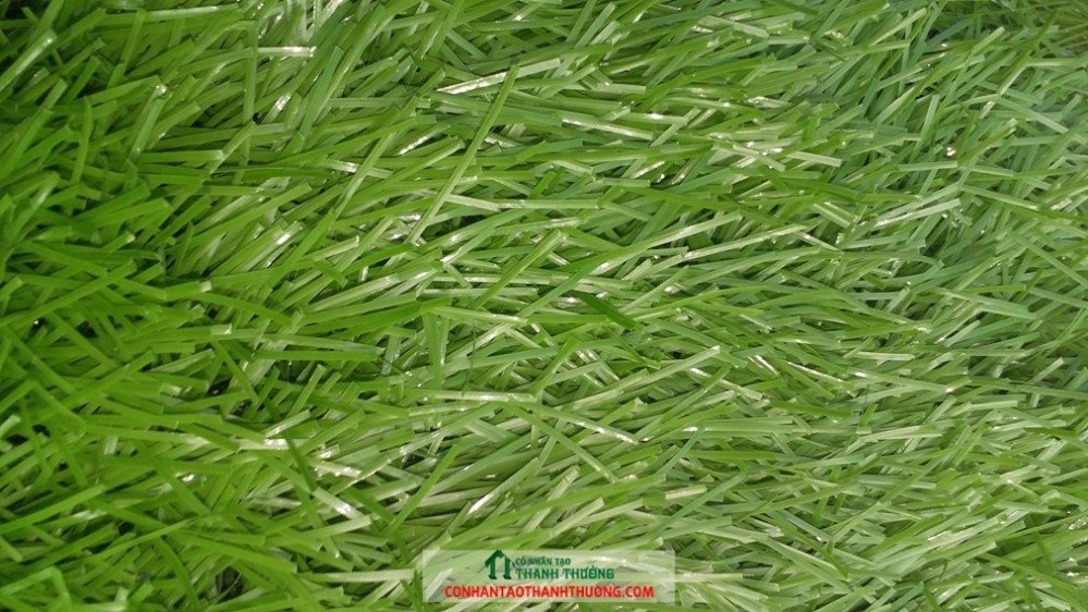 Cỏ nhân tạo sử dụng 5 năm