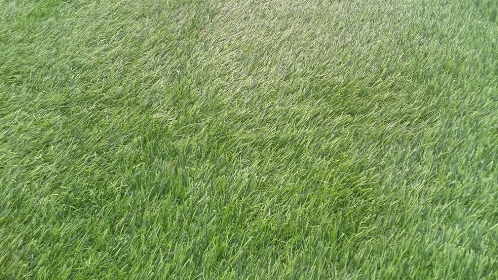 Cỏ nhân tạo trang trí T 0195