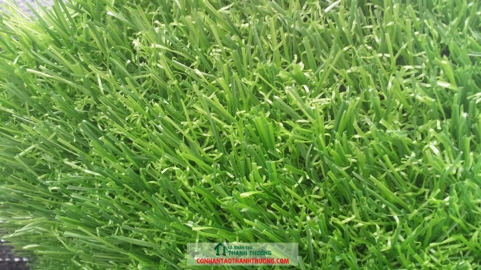 Cỏ nhân tạo sử dụng 5 năm