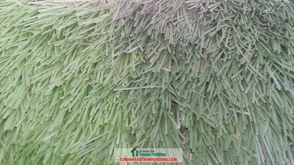 Cỏ nhân tạo chất lượng