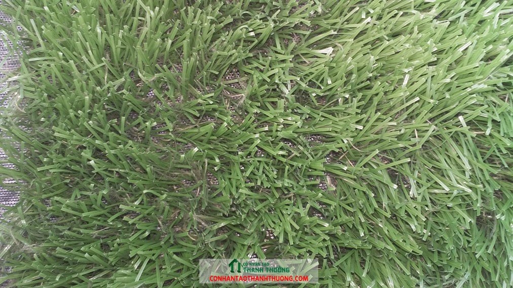 Cỏ sân bóng sử dụng trên 5 năm (2)
