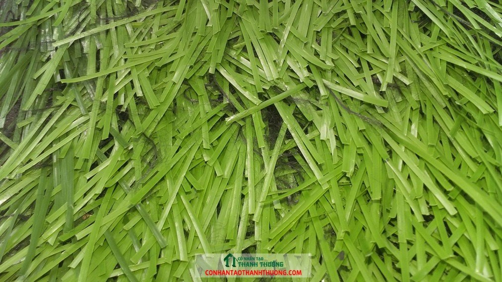 cỏ chất lượng, cỏ Hà Lan