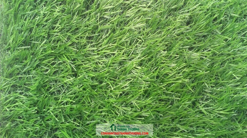 Cỏ nhân tạo sân vườn