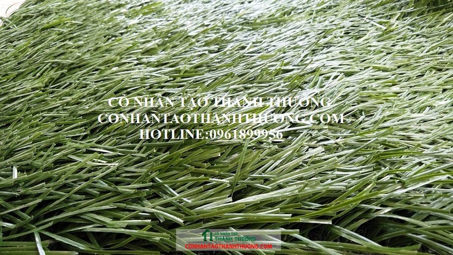 Cỏ nhân tạo chất lượng