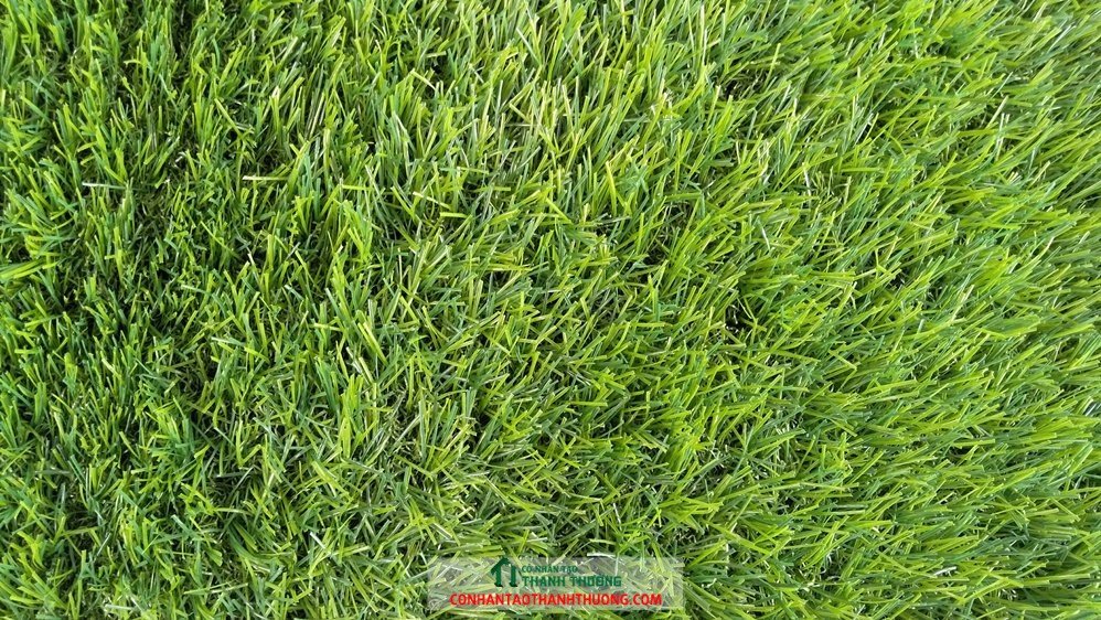 cỏ vườn chất lượng