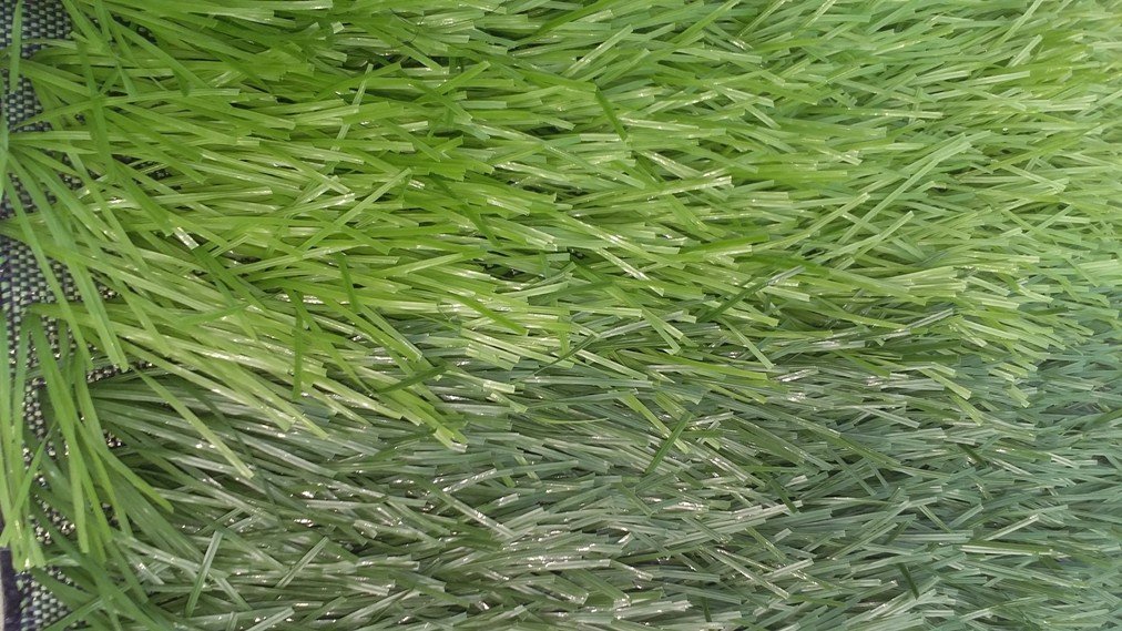 Cỏ bóng đá sợi gân 80