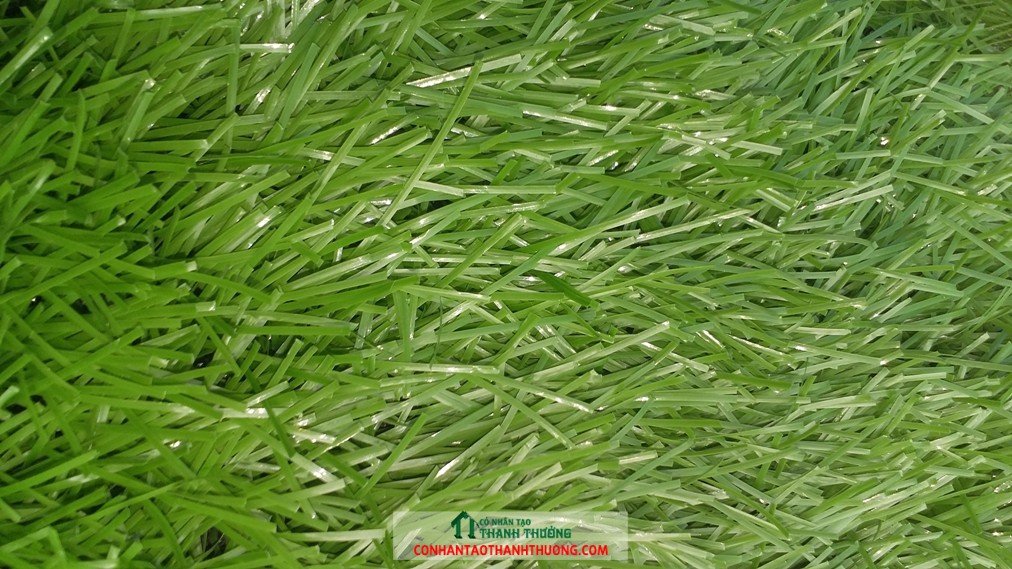 Cỏ nhân tạo sử dụng 5 năm