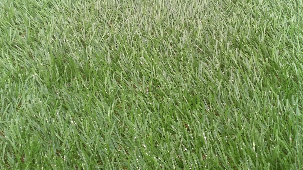 Cỏ nhân tạo trang trí TT 185