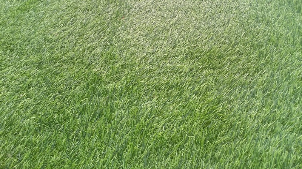 Cỏ nhân tạo sân vườn