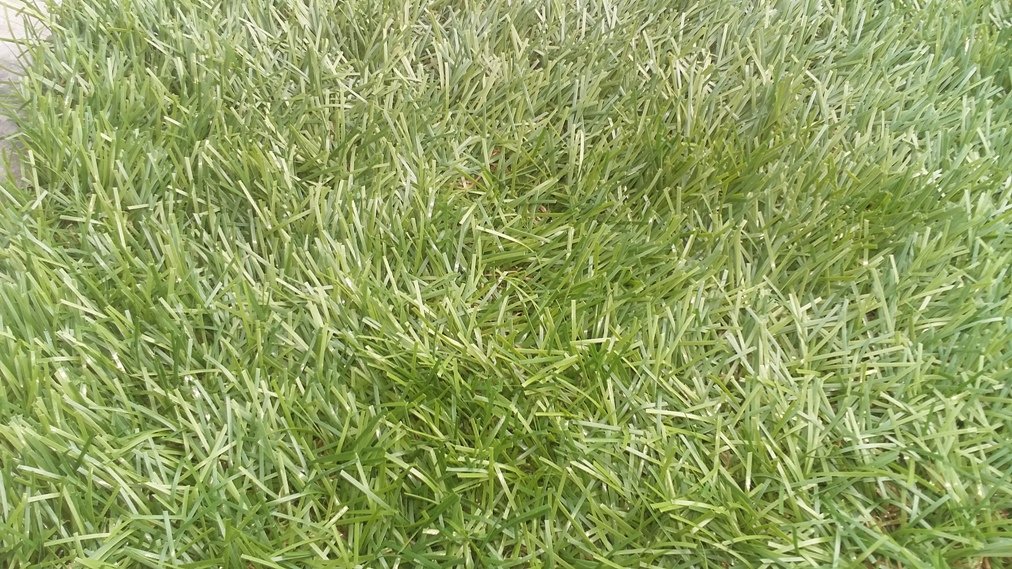 Cỏ nhân tạo sân vườn