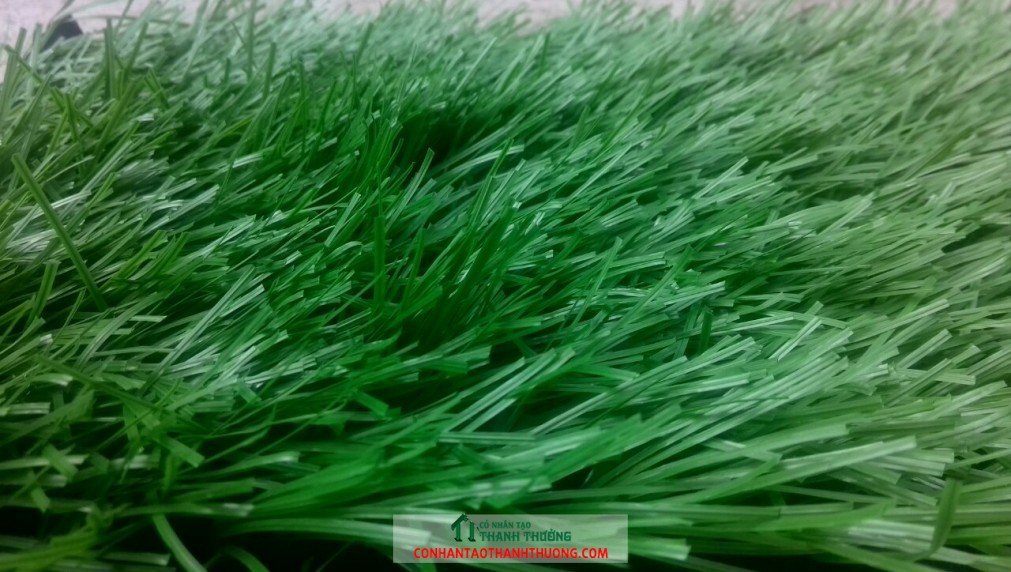 Cỏ sân bóng đá