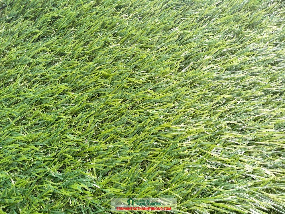 Cỏ nhân tạo sân vườn