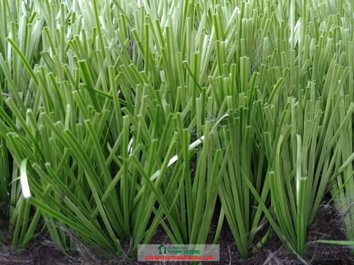 cỏ nhân tạo chất lượng sợi kim cương