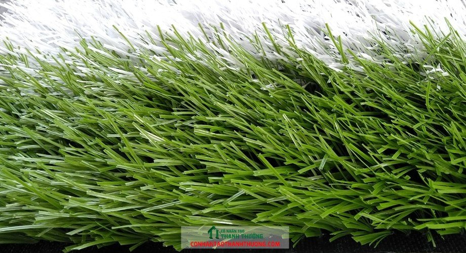 cỏ sân bóng đá